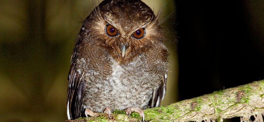 Long Whiskered-Owlet Trail